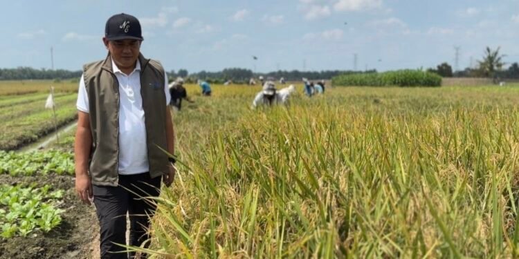 Stok Pangan Aman! Bulog Sumut Mulai Borong Gabah Petani dengan Harga Menguntungkan