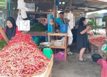 Dampak Banjir November Mulai Ganggu Produksi Cabai di Sumut, Harga Diprediksi Berfluktuasi