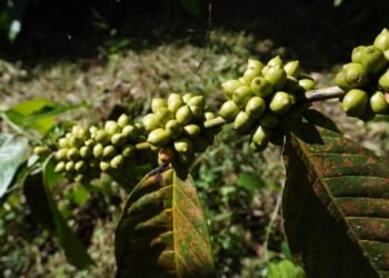 Kopi Marancar Godang: Dari Tapanuli Selatan Menuju Produk Unggulan Global