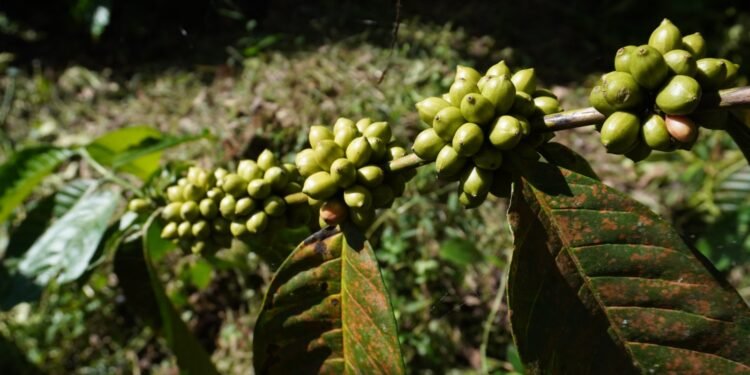 Kopi Marancar Godang: Dari Tapanuli Selatan Menuju Produk Unggulan Global