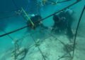 Peringati Hari Lingkungan Hidup, Pertamina Patra Niaga IT Teluk Kabung Transplantasi Terumbu Karang di Pulau Pasumpahan