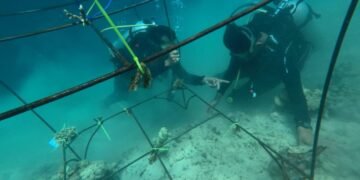 Peringati Hari Lingkungan Hidup, Pertamina Patra Niaga IT Teluk Kabung Transplantasi Terumbu Karang di Pulau Pasumpahan