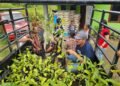 Pulihkan Hutan Adat, GJI Distribusikan 10.000 Bibit Kemenyan di Tiga Kabupaten Sumut