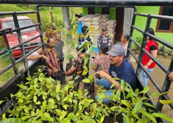 Pulihkan Hutan Adat, GJI Distribusikan 10.000 Bibit Kemenyan di Tiga Kabupaten Sumut