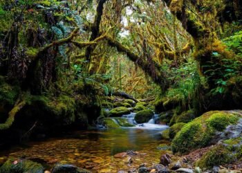 Leuser Bukan Ruang Kosong untuk Dibuka