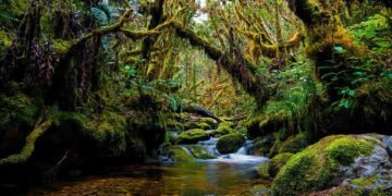 Leuser Bukan Ruang Kosong untuk Dibuka
