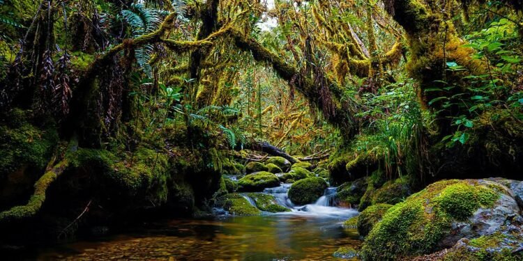 Leuser Bukan Ruang Kosong untuk Dibuka
