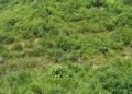 Jejak Gajah Menjadi Penanda Harapan Pemulihan Habitat Satwa Kunci Leuser