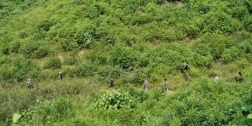 Jejak Gajah Menjadi Penanda Harapan Pemulihan Habitat Satwa Kunci Leuser