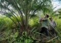Mengembalikan Fungsi Hutan Leuser yang Tergerus Kebun Sawit Ilegal