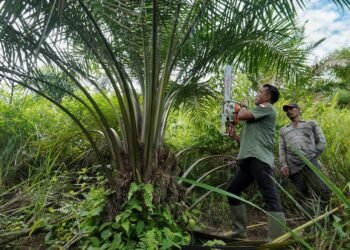 Mengembalikan Fungsi Hutan Leuser yang Tergerus Kebun Sawit Ilegal