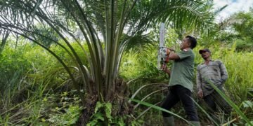 Mengembalikan Fungsi Hutan Leuser yang Tergerus Kebun Sawit Ilegal