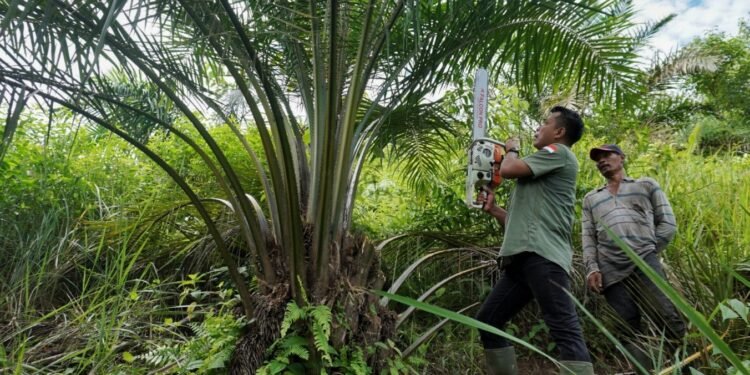 Mengembalikan Fungsi Hutan Leuser yang Tergerus Kebun Sawit Ilegal