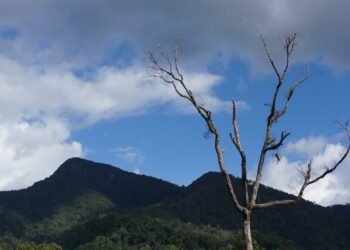Ancaman Isolasi Habitat: Upaya Menyambung Kembali Jalur Jelajah Orangutan Sumatera di Pakpak Bharat