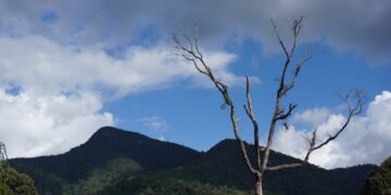 Ancaman Isolasi Habitat: Upaya Menyambung Kembali Jalur Jelajah Orangutan Sumatera di Pakpak Bharat