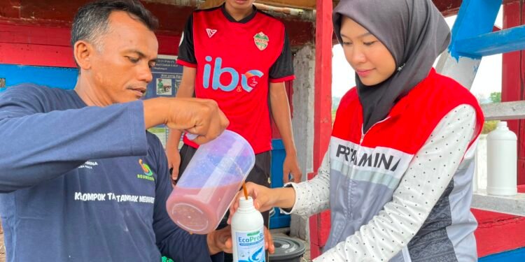 Pertamina Patra Niaga Sumbagut Latih Petambak Udang Lhokseumawe Produksi Probiotik MOL Lewat Gampong Berdikari