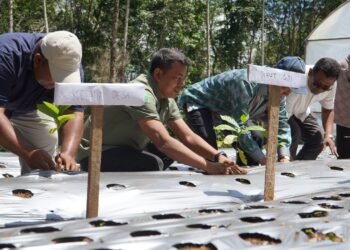 Tembus Pasar Singapura, Kopi Agroforestri Tapanuli Selatan Buktikan Pelestarian Hutan Bisa Hasilkan Cuan