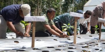 Tembus Pasar Singapura, Kopi Agroforestri Tapanuli Selatan Buktikan Pelestarian Hutan Bisa Hasilkan Cuan