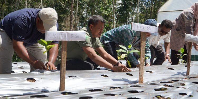Tembus Pasar Singapura, Kopi Agroforestri Tapanuli Selatan Buktikan Pelestarian Hutan Bisa Hasilkan Cuan