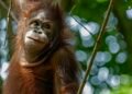 Menyelamatkan Orangutan, Melampaui Luas Hutan