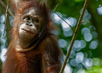 Menyelamatkan Orangutan, Melampaui Luas Hutan