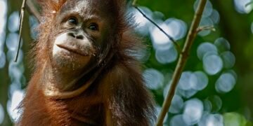 Menyelamatkan Orangutan, Melampaui Luas Hutan