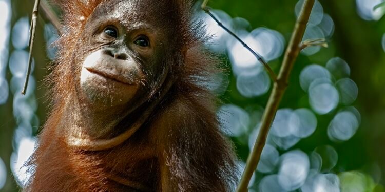 Menyelamatkan Orangutan, Melampaui Luas Hutan