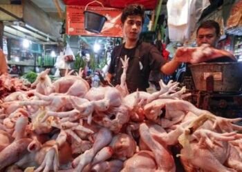 Harga Daging Ayam Ras di Sumut Naik 7,9 Persen, KPPU Kanwil I Selidiki Rantai Pasok dan Dampak Program MBG