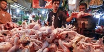 Harga Daging Ayam Ras di Sumut Naik 7,9 Persen, KPPU Kanwil I Selidiki Rantai Pasok dan Dampak Program MBG