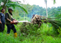 Penumbangan Pohon Sawit