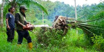 Penumbangan Pohon Sawit
