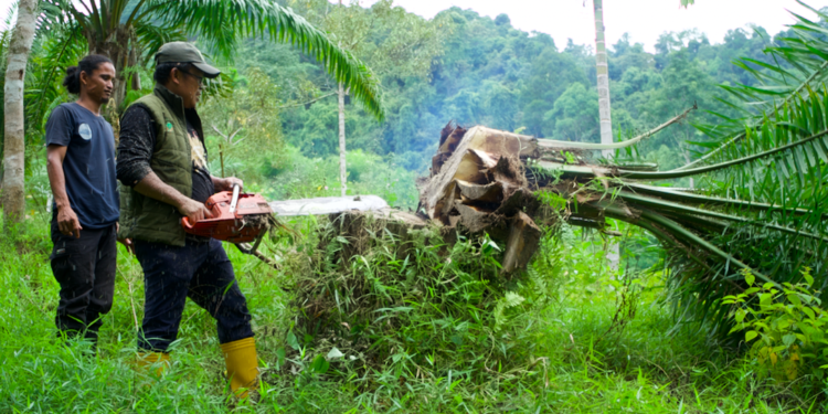 Penumbangan Pohon Sawit