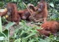 Dugaan Perdagangan Satwa: Penemuan Lima Orangutan di India Jadi Alarm Keras Bagi Indonesia