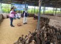Srikandi PLN Icon Plus Bantu Peternak Bebek di Deli Serdang Tingkatkan Kapasitas Usaha