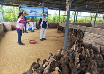 Srikandi PLN Icon Plus Bantu Peternak Bebek di Deli Serdang Tingkatkan Kapasitas Usaha