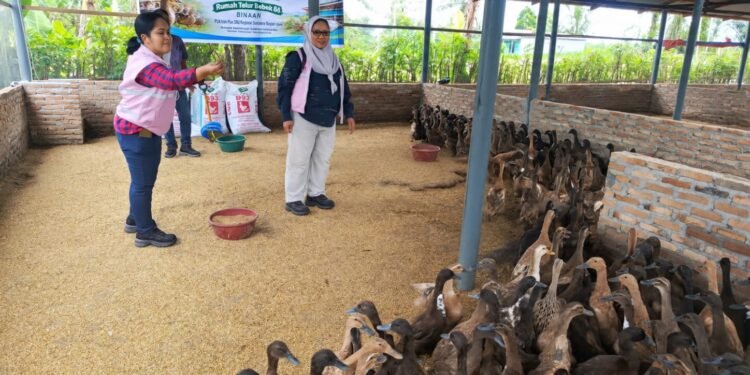 Srikandi PLN Icon Plus Bantu Peternak Bebek di Deli Serdang Tingkatkan Kapasitas Usaha