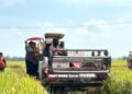 Pengadaan Beras BULOG Tembus 4 Juta Ton, Wilayah Sumut Capai 84 Persen Target