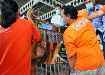Orangutan Sumatera Korban Perdagangan Ilegal yang Ditemukan di India Pulang ke Indonesia